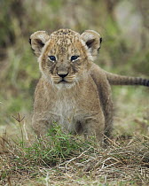 African Lion (Panthera leo) cub, Masai Mara, Kenya