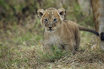 African Lion (Panthera leo) cub, Masai Mara, Kenya