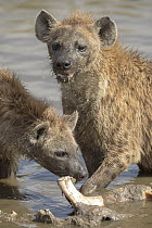Spotted Hyena (Crocuta crocuta) pair feeding on Cape Buffalo (Syncerus caffer) bones, Masai Mara, Kenya