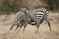 Zebra (Equus quagga) males fighting, Masai Mara, Kenya