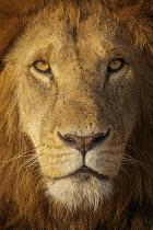 African Lion (Panthera leo) male, Masai Mara, Kenya