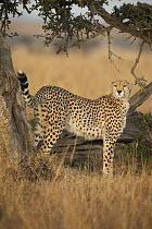 Cheetah (Acinonyx jubatus) female scent-marking, Masai Mara, Kenya