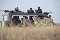 Cheetah (Acinonyx jubatus) male and tourists, Masai Mara, Kenya