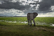 African Elephant (Loxodonta africana) bull in savanna, Amboseli National Park, Kenya