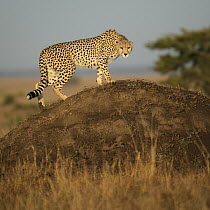 Cheetah (Acinonyx jubatus) female on termite mound, Masai Mara, Kenya