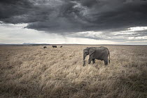 African Elephant (Loxodonta africana) herd in savanna near storm, Masai Mara, Kenya