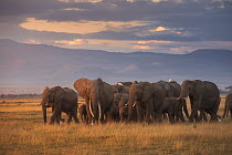 African Elephant (Loxodonta africana) herd, Amboseli National Park, Kenya