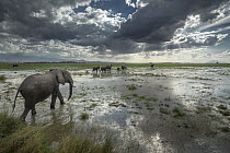 African Elephant (Loxodonta africana) herd in flooded savanna, Amboseli National Park, Kenya