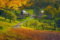 Deciduous forest and barn in autumn, Woodstock, Vermont