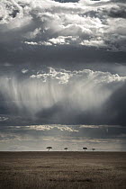 Storm clouds over savanna, Masai Mara, Kenya