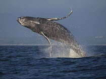 Humpback Whale (Megaptera novaeangliae) calf breaching, Monterey Bay, California
