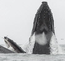 Humpback Whale (Megaptera novaeangliae) pair gulp feeding on Northern Anchovy (Engraulis mordax), Monterey Bay, California