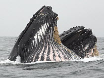 Humpback Whale (Megaptera novaeangliae) pair gulp feeding on Northern Anchovy (Engraulis mordax), Monterey Bay, California