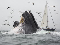 Humpback Whale (Megaptera novaeangliae) pair gulp feeding on Northern Anchovy (Engraulis mordax) near sailboat, Monterey Bay, California