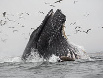 Humpback Whale (Megaptera novaeangliae) gulp feeding on Northern Anchovy (Engraulis mordax), Monterey Bay, California