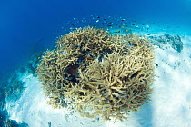 Stony Coral (Acropora sp), Heron Island, Great Barrier Reef, Queensland, Australia