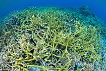 Coral reef, Milne Bay, Papua New Guinea