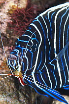 Emperor Angelfish (Pomacanthus imperator) juvenile being cleaned by Scarlet Cleaner Shrimp (Lysmata amboinensis), Tulamben, Bali, Indonesia