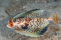 Oriental Flying Gurnard (Dactyloptena orientalis) with pectoral fins extended in defense posture, Anilao, Philippines