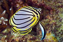 Meyer's Butterflyfish (Chaetodon meyeri) being cleaned by Blue-streaked Cleaner Wrasse (Labroides dimidiatus), Great Barrier Reef, Queensland, Australia