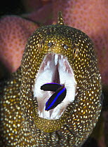 Whitemouth Moray (Gymnothorax meleagris) being cleaned by Cleaner Wrasse (Labroides sp) juvenile, Christmas Island, Australia