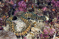 Whitenose Snake Eel (Myrichthys paleracio), new species, Anilao, Philippines