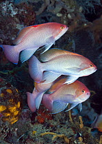 Stocky Anthias (Pseudanthias hypselosoma) males, Great Barrier Reef, Australia
