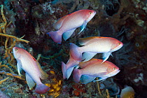 Stocky Anthias (Pseudanthias hypselosoma) males, Great Barrier Reef, Australia