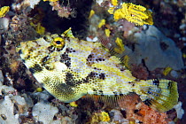 Strap-weed Filefish (Pseudomonacanthus macrurus), Anilao, Philippines