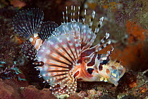 Zebra Lionfish (Dendrochirus zebra), Great Barrier Reef, Australia