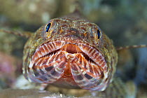 Variegated Lizardfish (Synodus variegatus), Great Barrier Reef, Australia