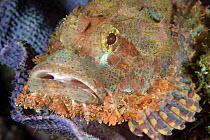 Tassled Scorpionfish (Scorpaenopsis oxycephala), Anilao, Philippines