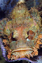 Tassled Scorpionfish (Scorpaenopsis oxycephala), Anilao, Philippines