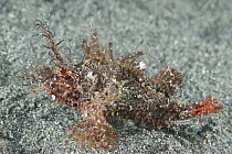 Ambon Scorpionfish (Pteroidichthys amboinensis), Anilao, Philippines