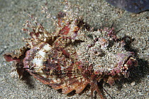 Bearded Ghoul (Inimicus didactylus), Anilao, Philippines