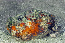 Reef Stonefish (Synanceia verrucosa), Great Barrier Reef, Australia
