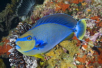 Unicornfish (Naso vlamingii), Papua New Guinea