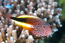 Freckled Hawkfish (Paracirrhites forsteri), Great Barrier Reef, Australia