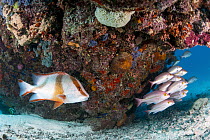 Yellow-banded Snapper (Lutjanus adetii) and Emperor Red Snapper (Lutjanus sebae), Heron Island, Great Barrier Reef, Queensland, Australia