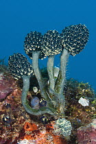 Lollipop Tunicate (Nephtheis fascicularis) group, Anilao, Philippines