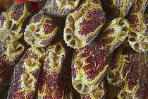 Tunicate (Botrylloides anceps) group, Port Phillip Bay, Mornington Peninsula, Victoria, Australia