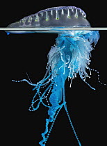 Portuguese Man Of War (Physalia physalis) jellyfish, Coffs Harbor, Solitary Islands Marine Park, New South Wales, Australia