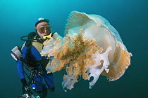 Giant Crinkled Jellyfish (Versuriga anadyomene) and diver, Solitary Islands Marine Park, New South Wales, Australia