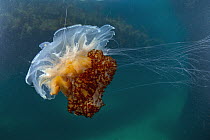 Jellyfish (Cyanea rosella), Port Phillip Bay, Mornington Peninsula, Victoria, Australia
