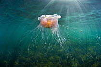 Jellyfish (Cyanea rosella), Spencer Gulf, South Australia, Australia