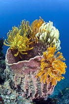 Feather Star (Oxycomanthus sp) group on Giant Barrel Sponge (Xestospongia testudinaria) in coral reef, Great Barrier Reef, Australia