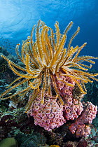 Feather Star (Oxycomanthus sp) in coral reef, Great Barrier Reef, Queensland, Australia
