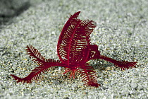 Feather Star Crinoid(Petasometra sp), Great Barrier Reef, Australia