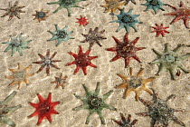 Carpet Sea Star (Patiriella calcar) group, Australia