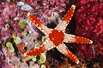 Candy Cane Sea Star (Fromia monilis), Anilao, Philippines